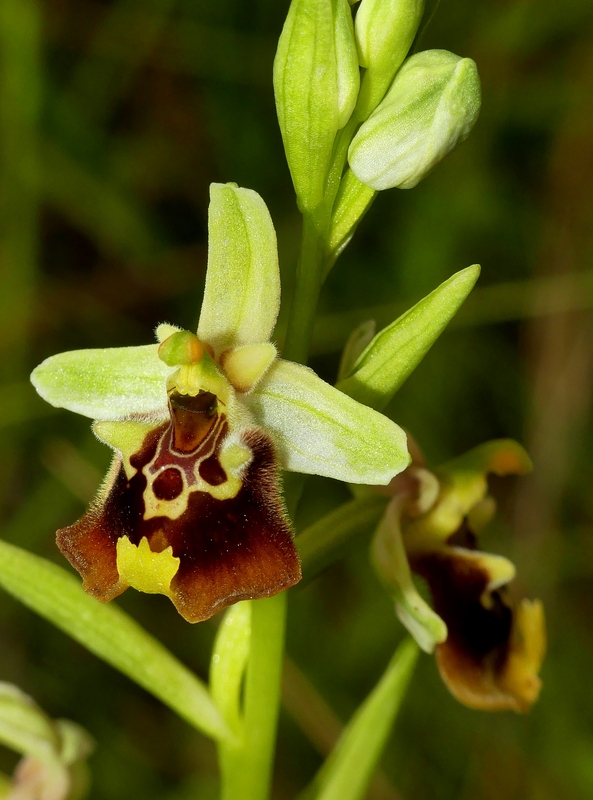 Ophrys lacaitae tra introgressioni e forme ibride  Molise 2023.